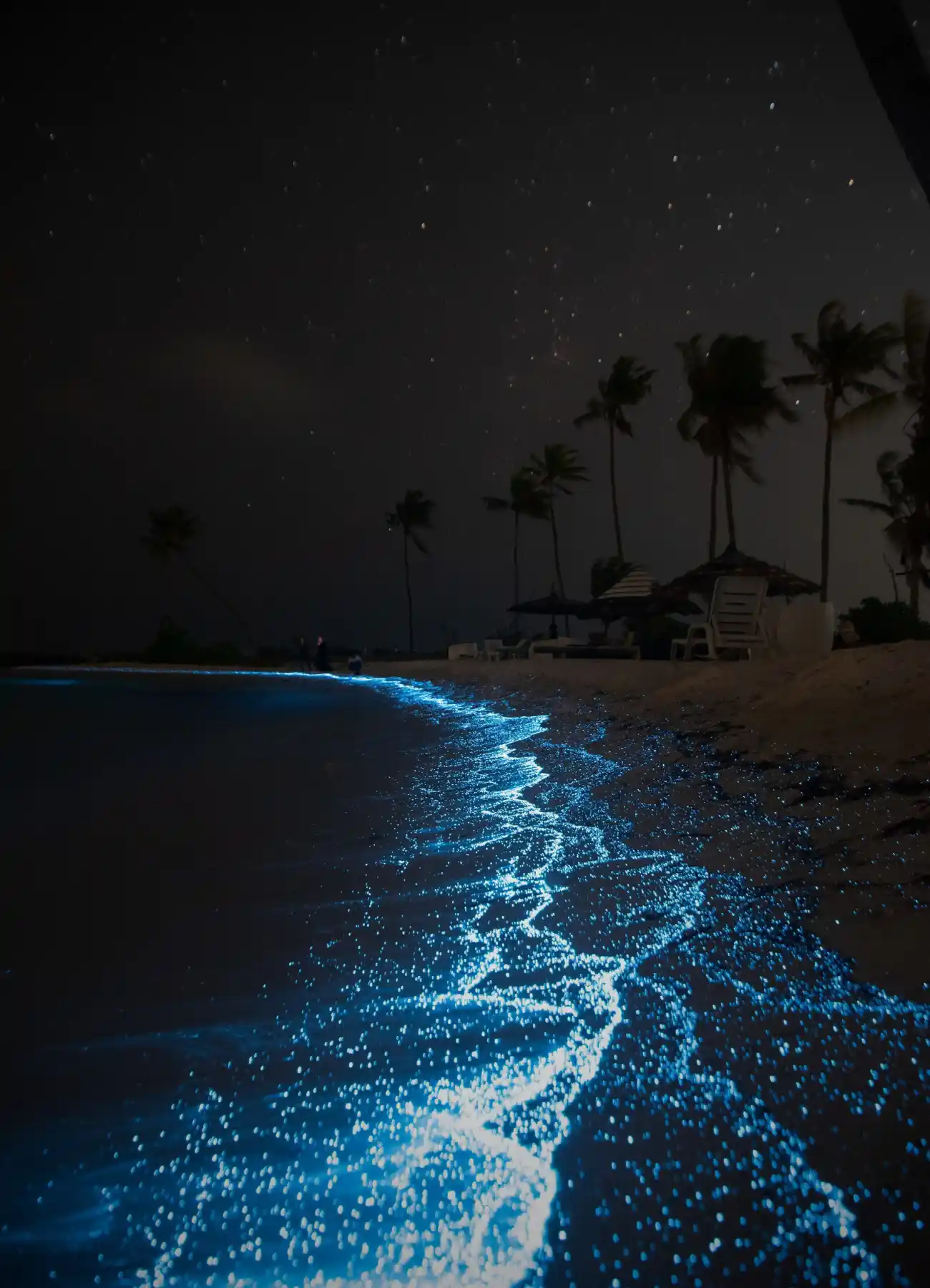 Tour Bioluminiscencia