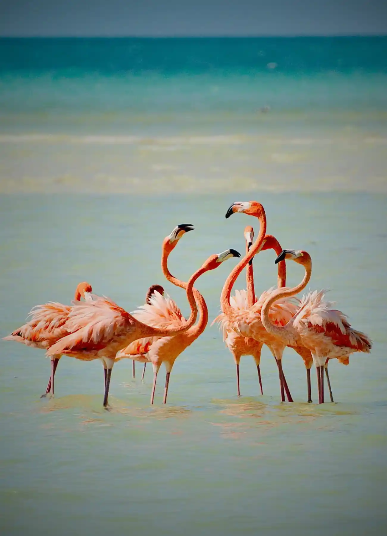 Observación de aves