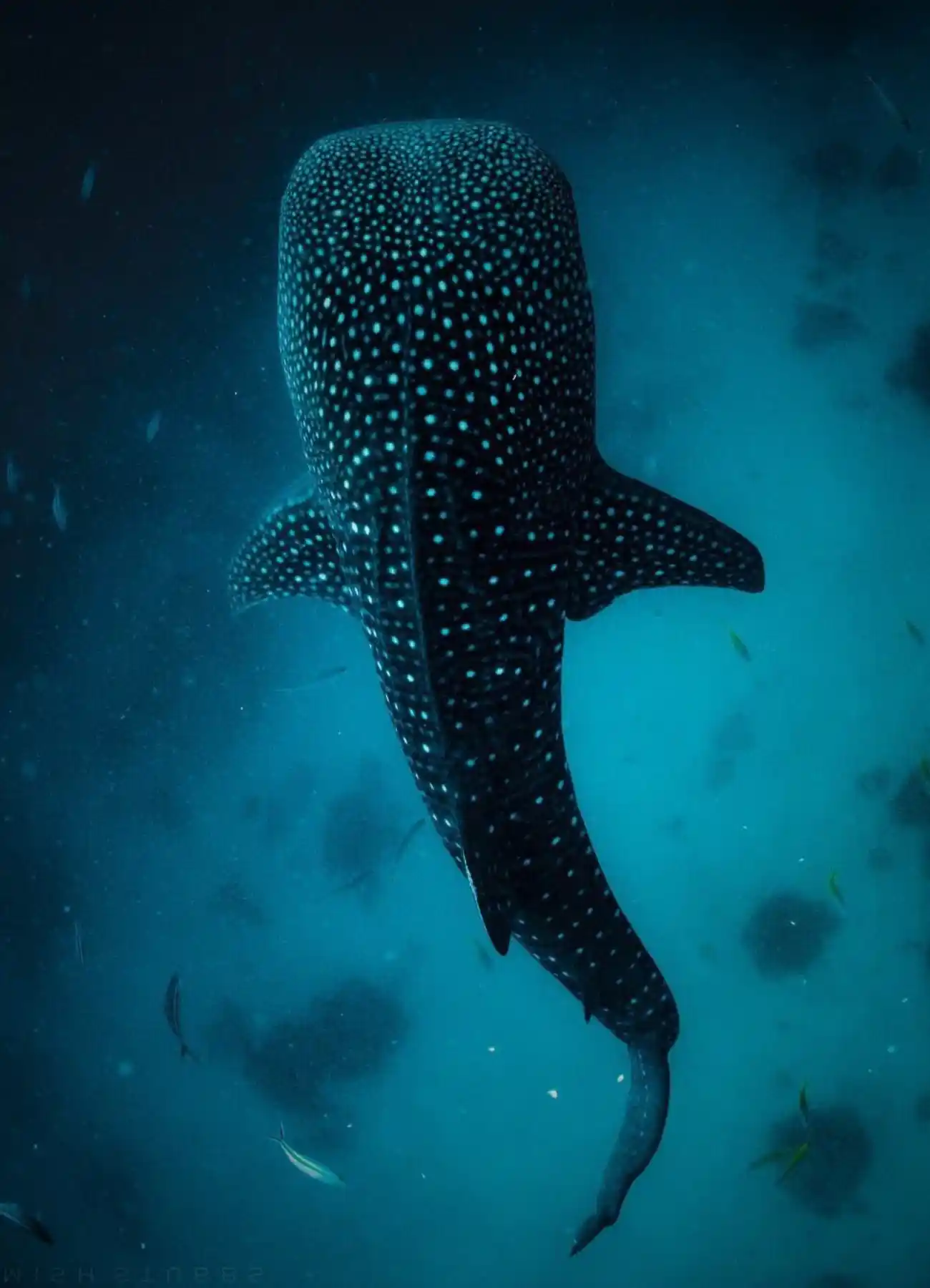 Nado tiburón ballena